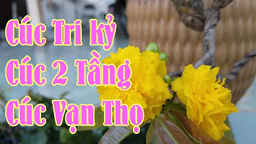 Mai Giống, Cúc Tri Kỷ, Cúc Vạn Thọ, Cúc 2 Tầng