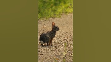 🐢🏁 The Epic Race: Rabbit vs. Turtle – Who Wins? 🐇🔥 #Motivation #NeverGiveUp #AnimalStory