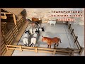 Fazendinha de brinquedo do pietro  cavalo vaca caminho boi l vaca gigante  cow horse toy farm