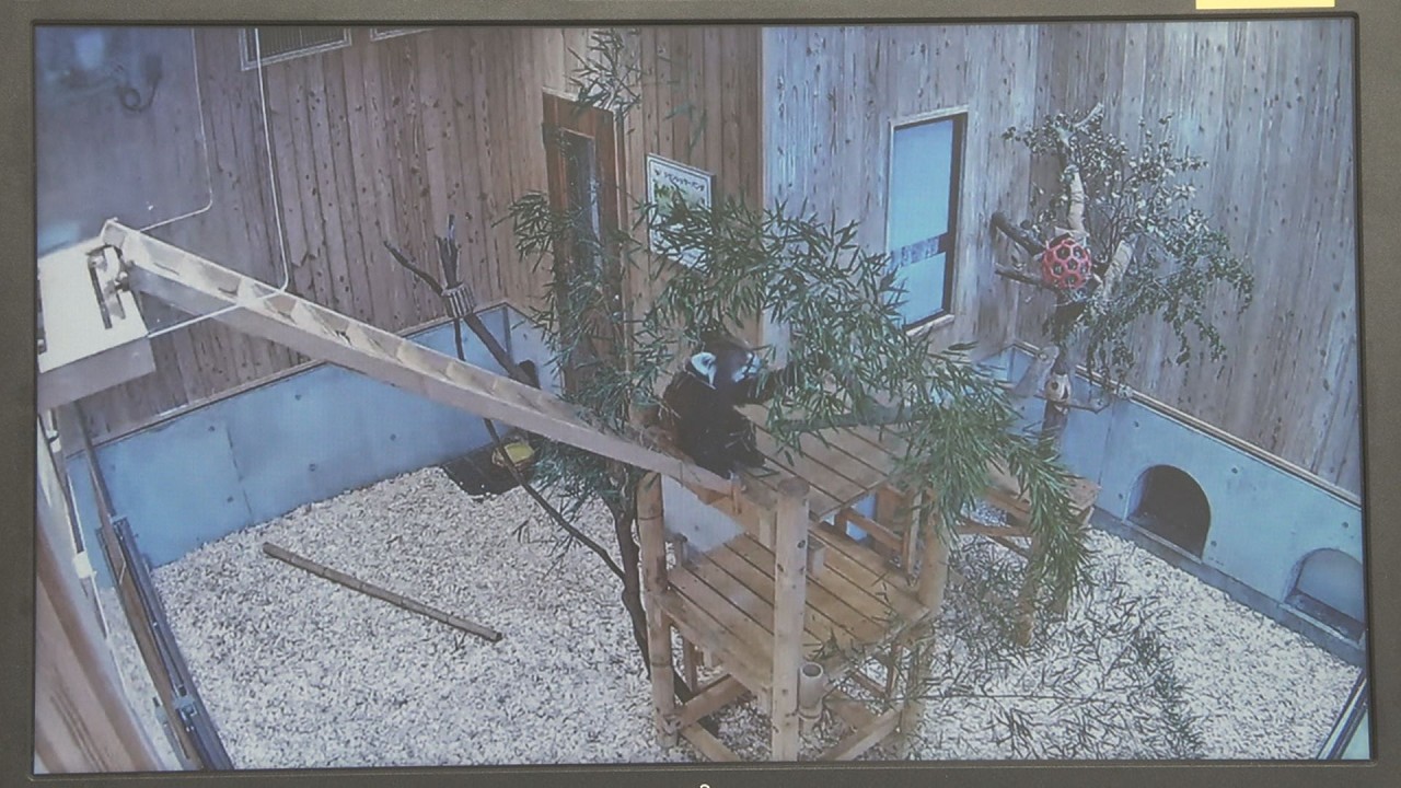 Adorable images of red pandas live-streamed by zoo in Kiryu City