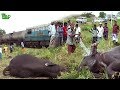 Humanity! Helping an injured Elephant before help arrives