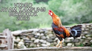 Ayam Kampung Berkokok (Indonesian Rooster Crowing)