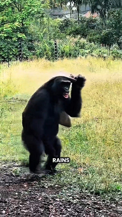 Gorilla Running From Rain #shorts #youtubeshorts #viralshorts #facts #amazingfacts