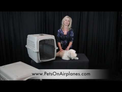 Vídeo: Pet Airways S'embarca En El Seu Primer Pont Aeri De Rescat
