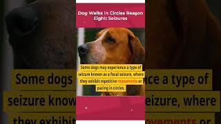 Dog walks in circles reason eight  seizures