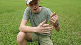 East African Egg-eater (Dasypeltis medici)