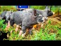 We BOUGHT a PIG!! || And A Farm Tour with BigFootFarmer