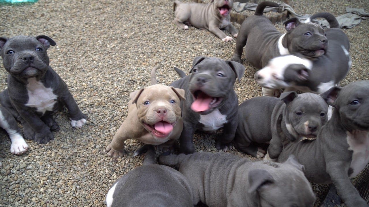 exotic american bully puppies