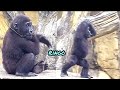 Ringo learned all his moves from his brother😆🤣💦|D&#39;jeeco Family|Gorilla|Taipei zoo