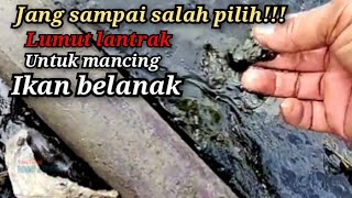 ini lumut yg di cari²!! buat mancing ikan belanak.di buktikan langsung