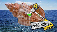 Jak to, že v mušlích jde slyšet "moře"? - Vědecké kladivo