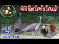 80 दिन के मोर के बच्चे | peacock chicks