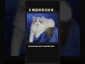 布偶猫领养前检查清单 🐱📜 #Shorts