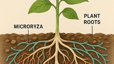 Mycorrhizal fungi and Trichoderma effects on plant growth