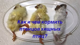 Как и чем кормить птенца сокола, птенца ястреба и других хищных птиц? Отвечаю на вопросы зрителей.