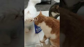 Purina Youtube