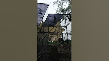 Suara Siamang (monyet leher balon)@Lembang Park & Zoo(1)