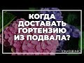 Когда доставать гортензию из подвала? | toNature.Info