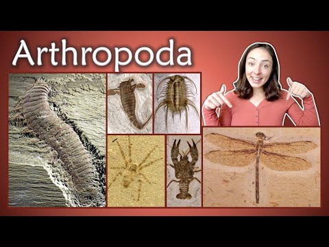 Arthropoda (Part 1) Chelicerata, Crustacea, Insecta, Myriapoda- Invertebrate Paleontology | GEO GIRL