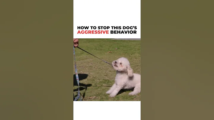 How to Stop a Dog’s aggressive behavior! #dog #cesarmillan #dogtrainer