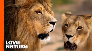 Nsefu Lions Fear An Impending Pride Takeover | Love Nature