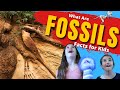 What are Fossils | Fossils For Kids