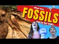 Fossils and Paleontology Quiz