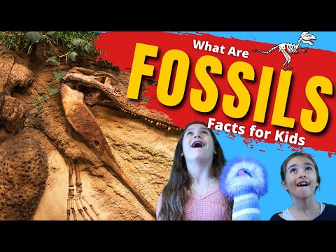 화석이란 무엇인가 | 어린이를위한 화석
