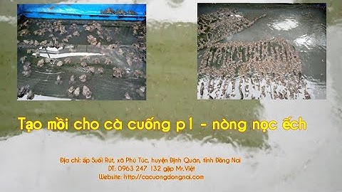 Thức ăn cho cà cuống p1 - nòng nọc ếch DT: 0963 247 132 gặp Việt