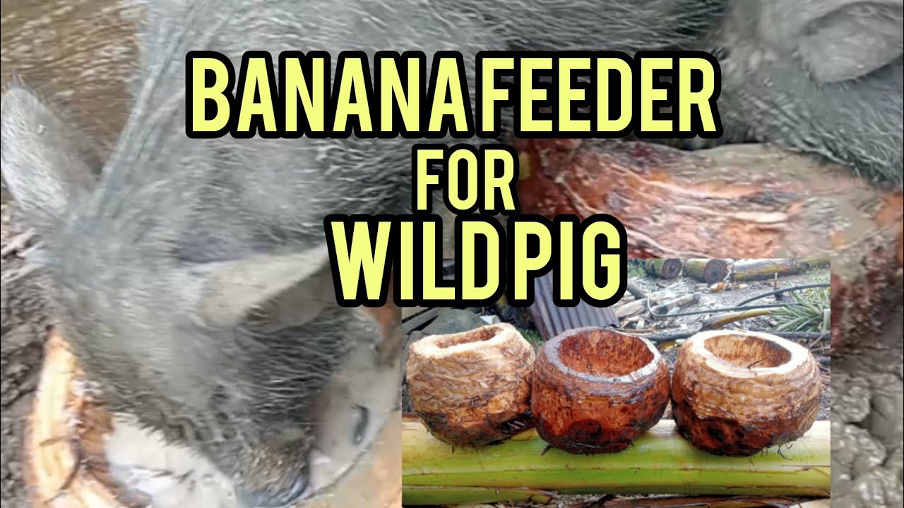 Image showcasing Banana feeder for wild pig, walang gastos, - YouTube