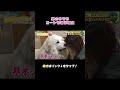 愛する我が子のためなら寒さもへっちゃら！？#犬 #グレートピレニーズ #大型犬