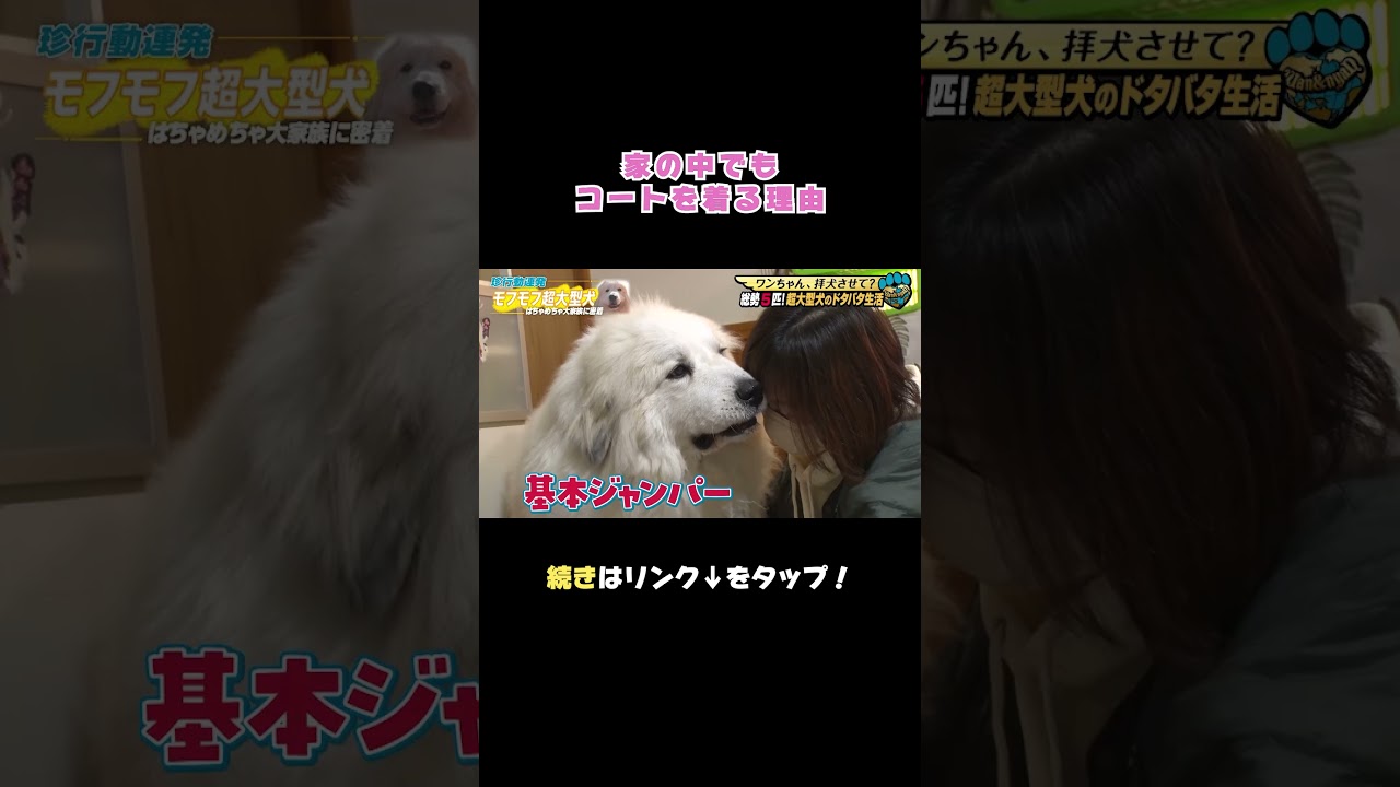 愛する我が子のためなら寒さもへっちゃら！？#犬 #グレートピレニーズ #大型犬
