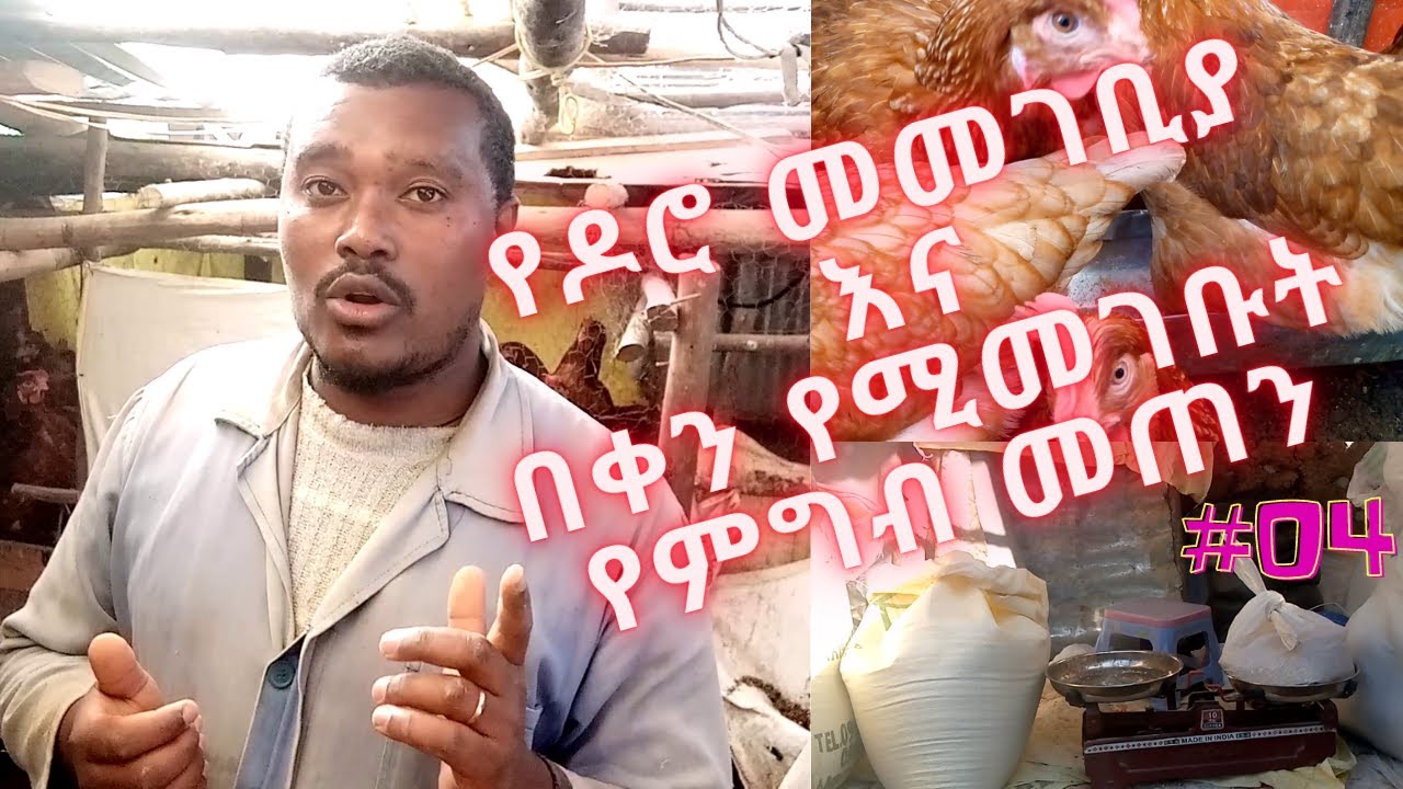 የዶሮ መመገቢያ እና በቀን የሚመገቡት የምግብ መጠን  : ኩኩ ሉኩ : አንቱታ ፋም // feeding tools & food size per day in poultry