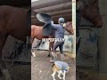 Rubys back! #horse #equestrianjourney #equestrian #horserider #horsegirl #horseriding #ottb #horses