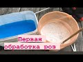 Первая обработка роз, когда и чем ⁉️ Правильно готовим раствор 👌