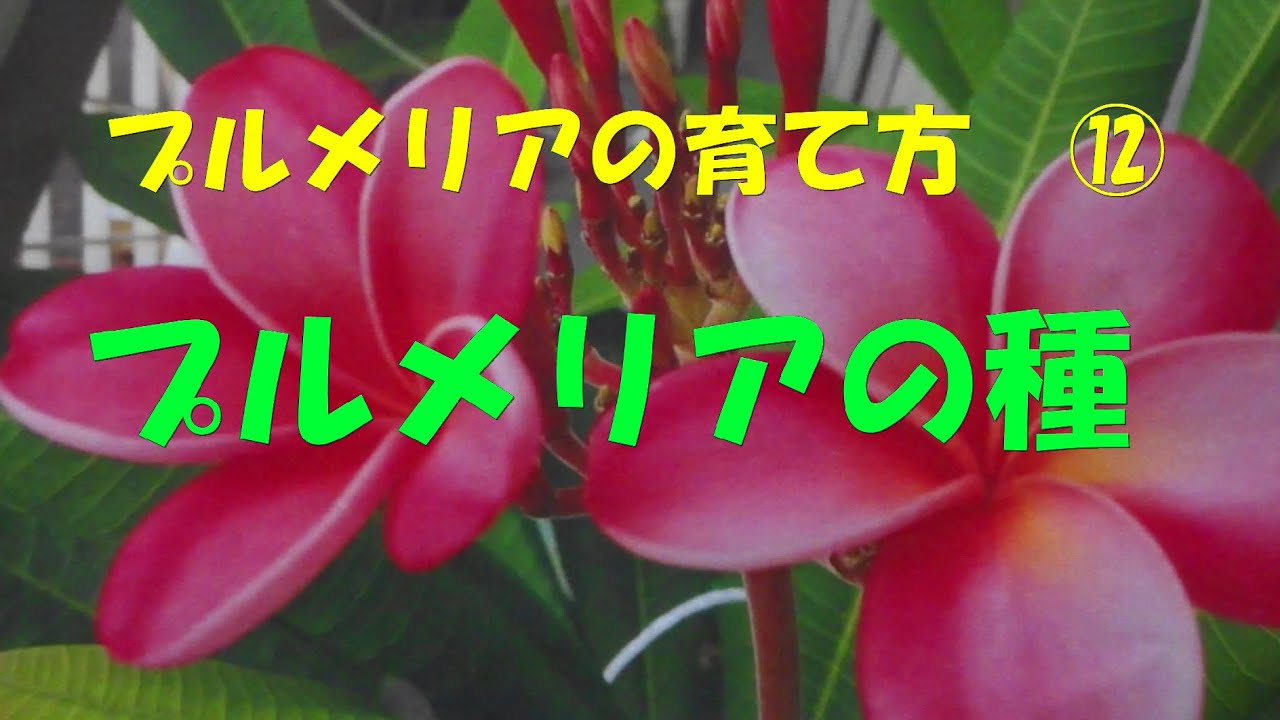 プルメリアの種 種からの育て方。 - YouTube