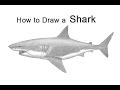 How to Draw a Shark (Great White)