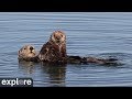 Sea Otters at Moss Landing powered by EXPLORE.org