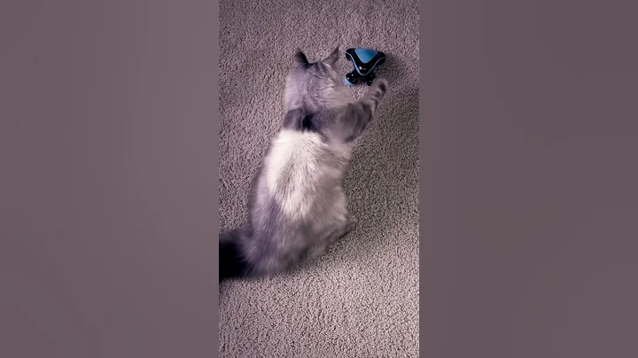 Watch the video about It was so scary👻😹 #mainecoon #mainecoonlove #mainecoonkitten #bigcat #cathome #vibration #scarycat