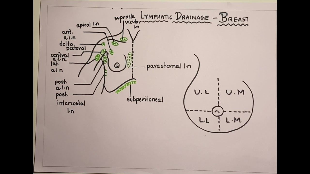 Lymphatic Drainage Of Breast Lymph Nodes Diagram Youtube