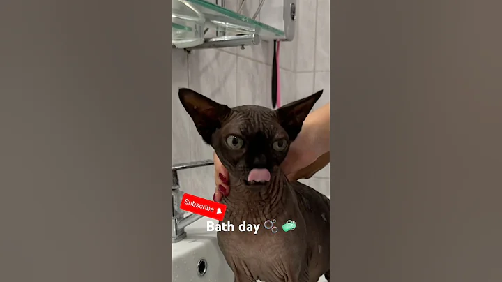 Video 11156211: kitten pets catlover kitty, cats catlover kitten kitties, pets animals kitty cats, catlover kitty pet cute, cat dog kitty kitten, cat washing