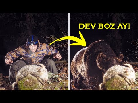 DEV BOZ AYI KUZUYU PARÇALARKEN BURUN BURUNA GELDİK! DSLR FOTOKAPAN SİSTEMİ İLE GÖRÜNTÜLEDİK!