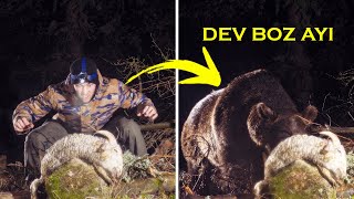 Гигантский буйный медведь напал на ягненка! Мы просмотрели с помощью системы камеры DSLR!
