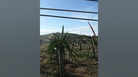 Hệ thống tưới Asop ( Vũ Asop )