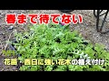 【ガーデニング】春まで待てない！種から育てた花苗と西日に強い花木の植え付け