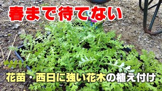 【ガーデニング】春まで待てない！種から育てた花苗と西日に強い花木の植え付け