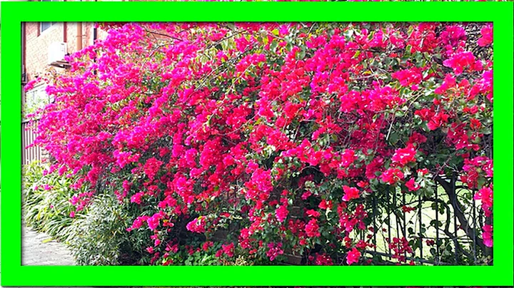 My Secret Tips To Keep Bougainvillea Flowering: Force Bougainvillea To Flower If Not Blooming - DayDayNews