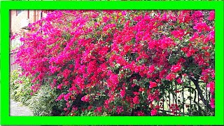 My Secret Tips To Keep Bougainvillea Flowering: Force Bougainvillea To Flower If Not Blooming