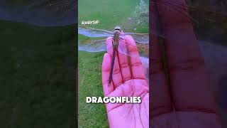 The Weirdest Way To Stop Mosquito Bites! #shorts