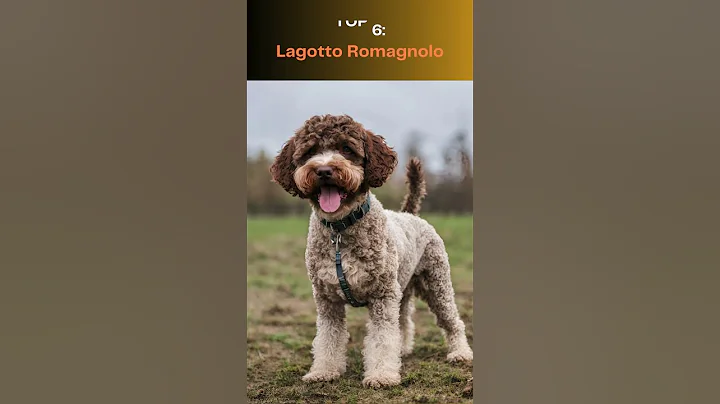 Top 10 Rarest Dog Breeds in the World #dogbreeds #dogbreed